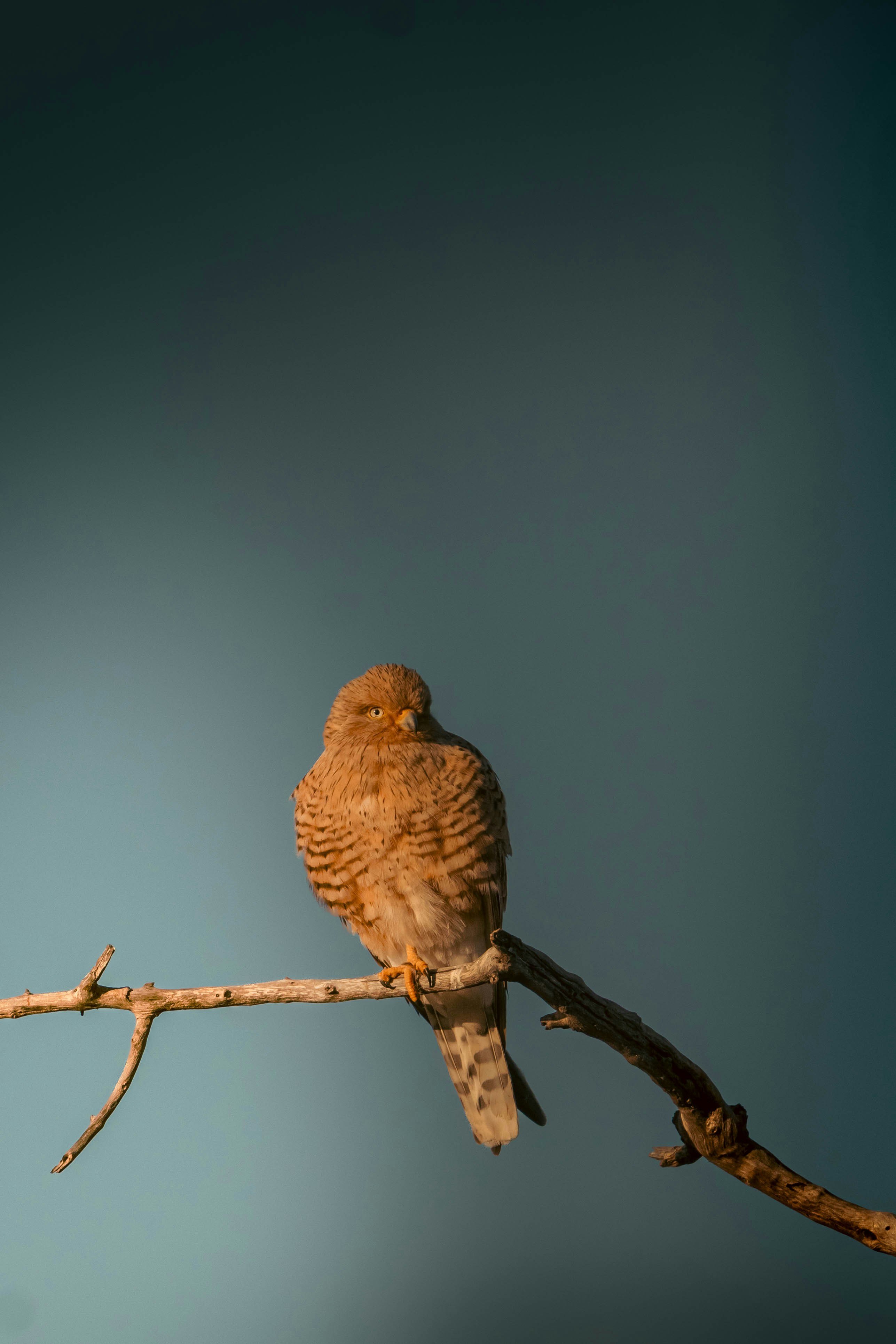 birds