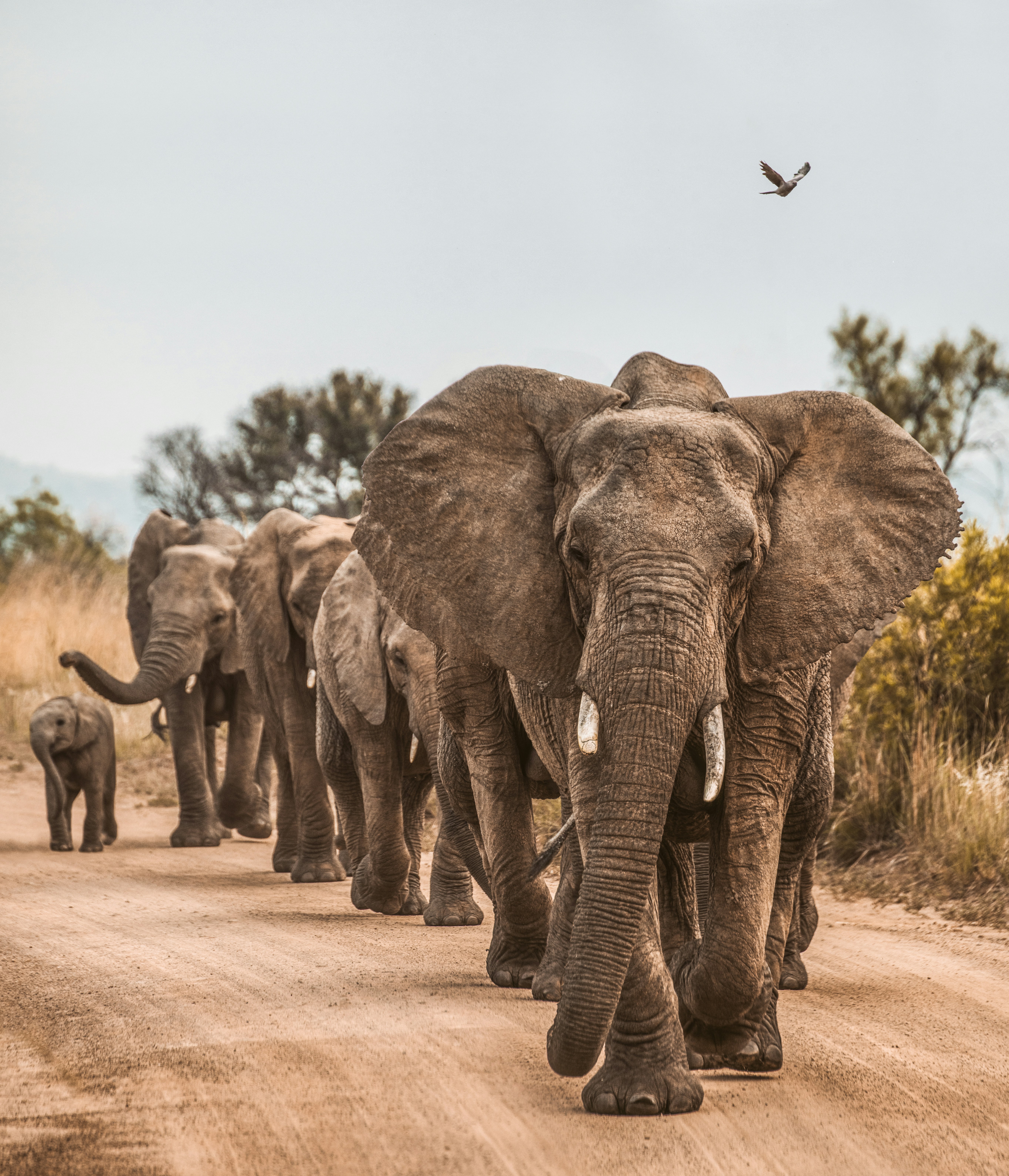 elephant
