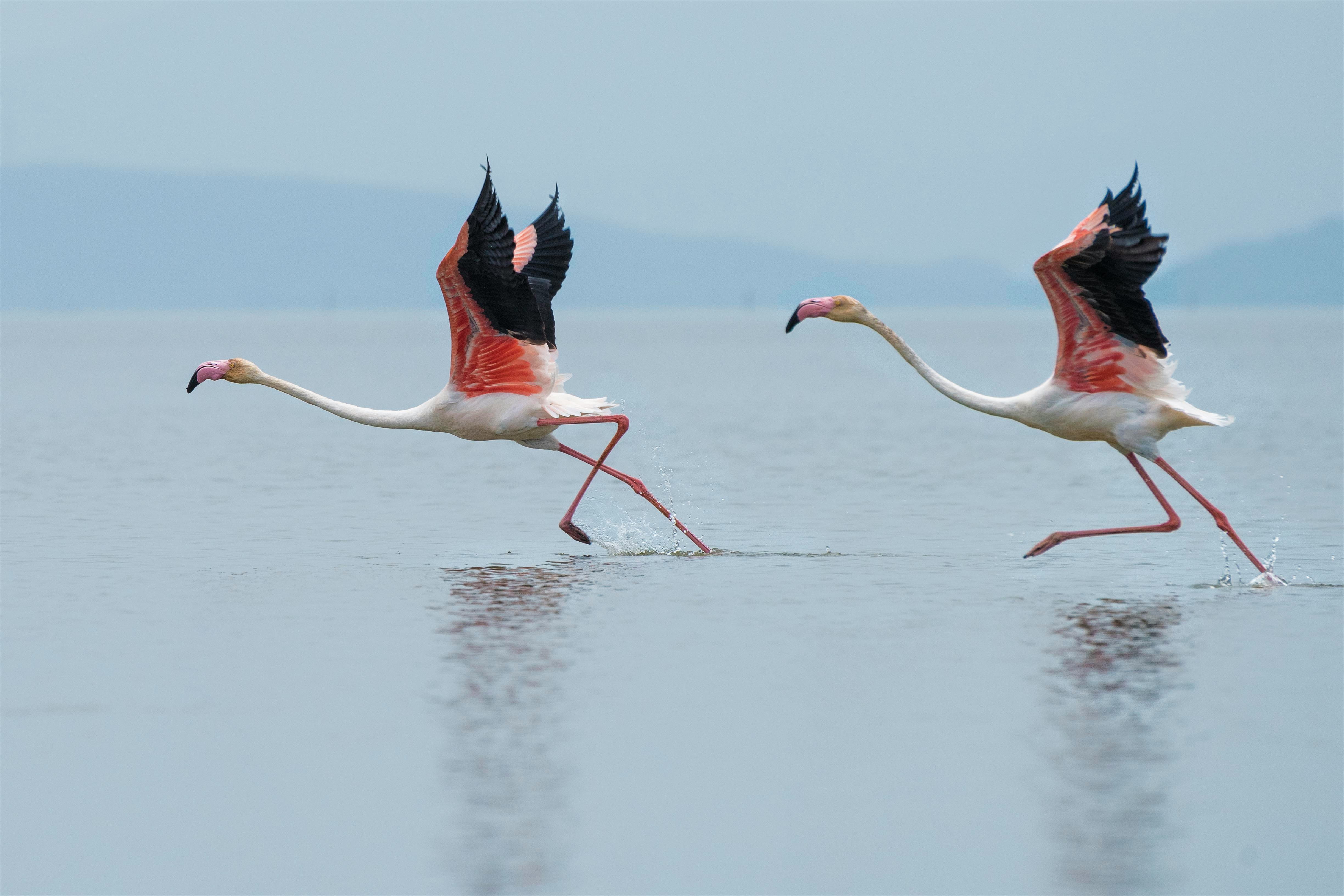flamingo