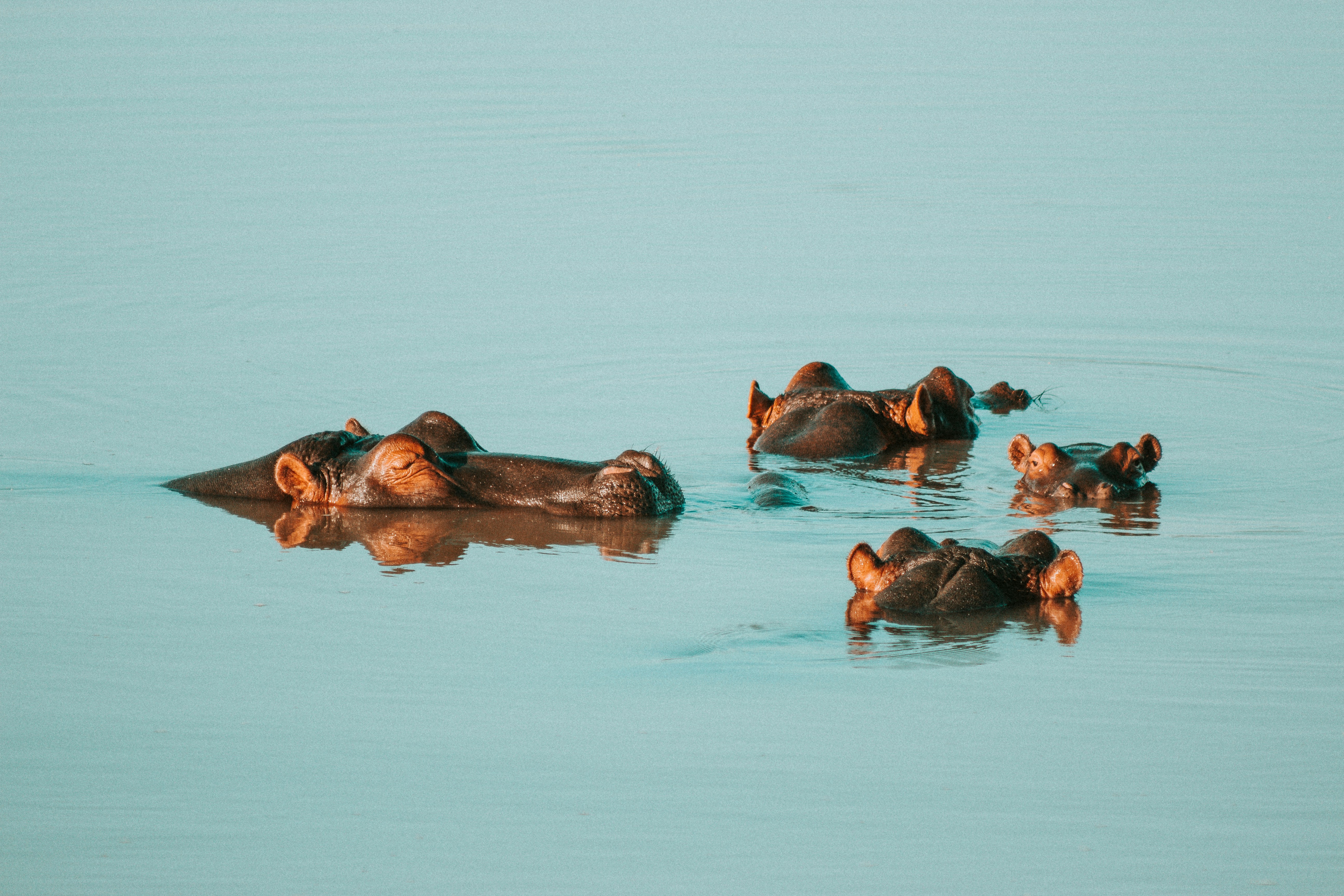 River wildlife in Uganda