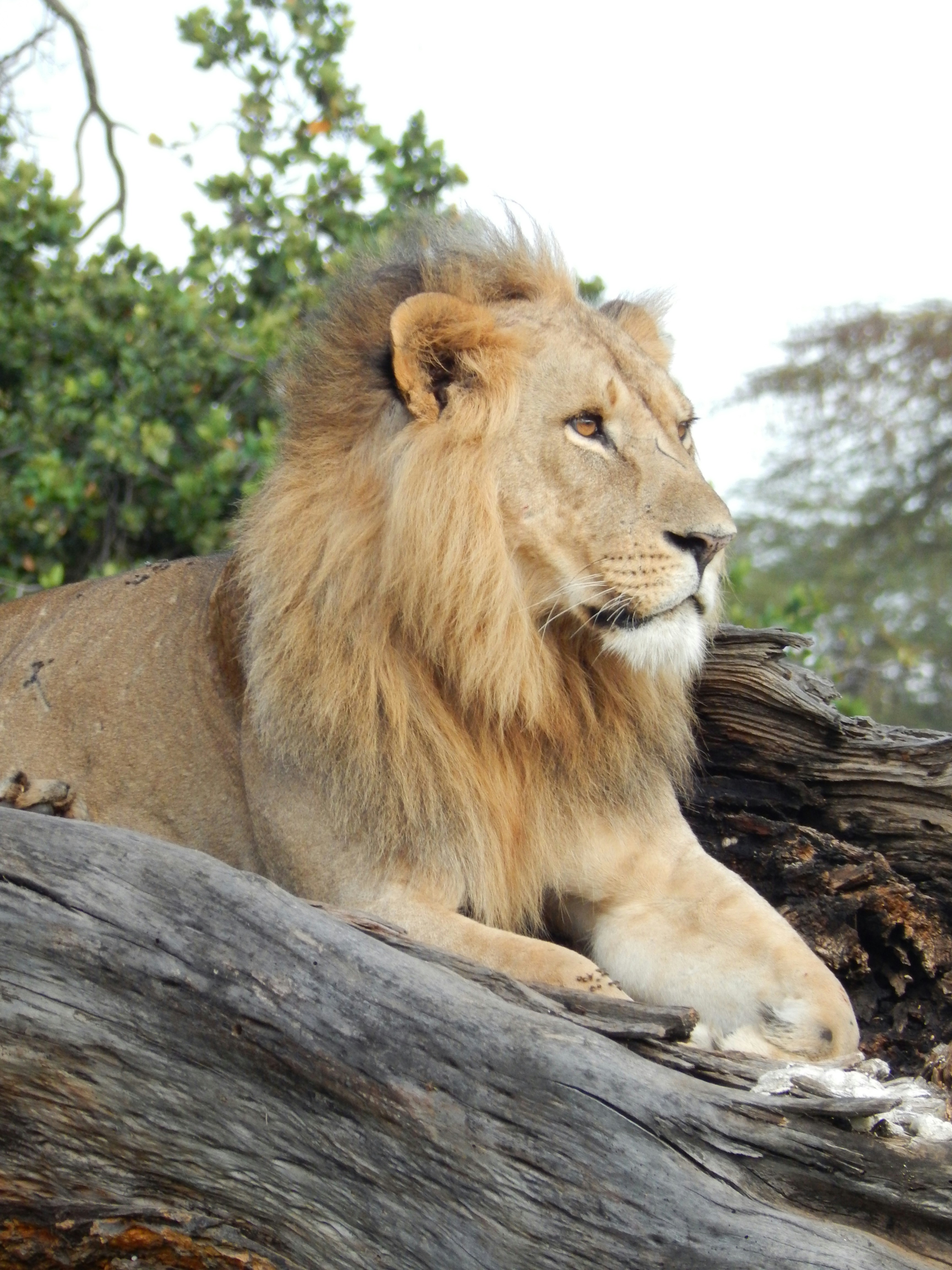 lion