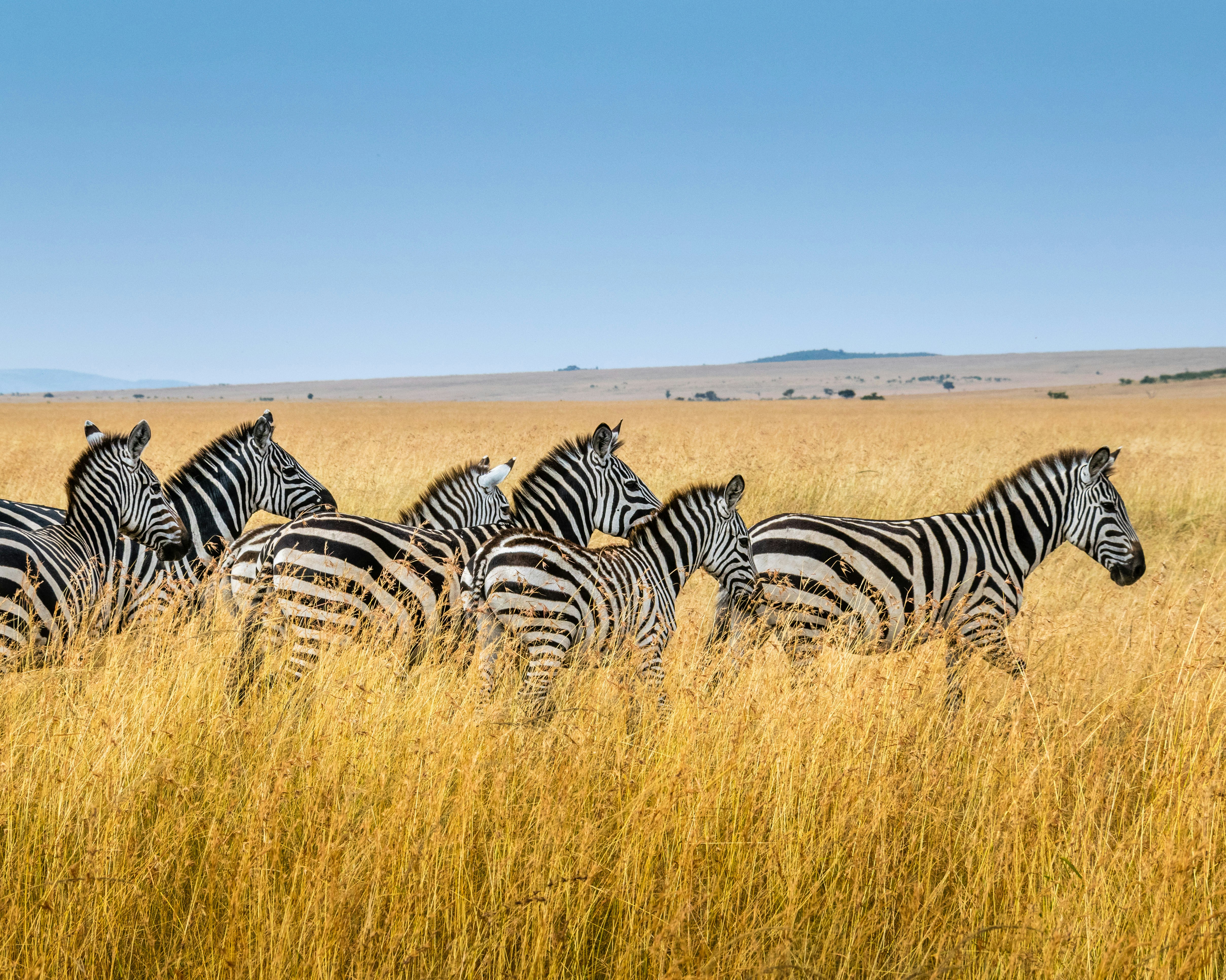 zebra